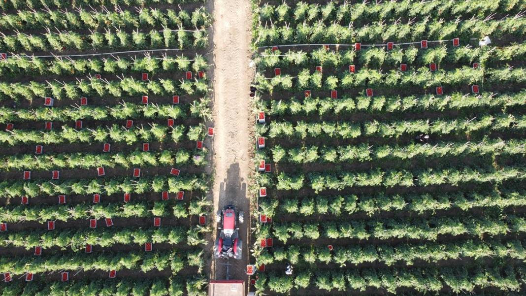 10 köydeki 2500 dekara ekildi tarlada kilosu 15 TL'den satılıyor. Köylü bayram ediyor şafak vakti topluyor - Resim: 5